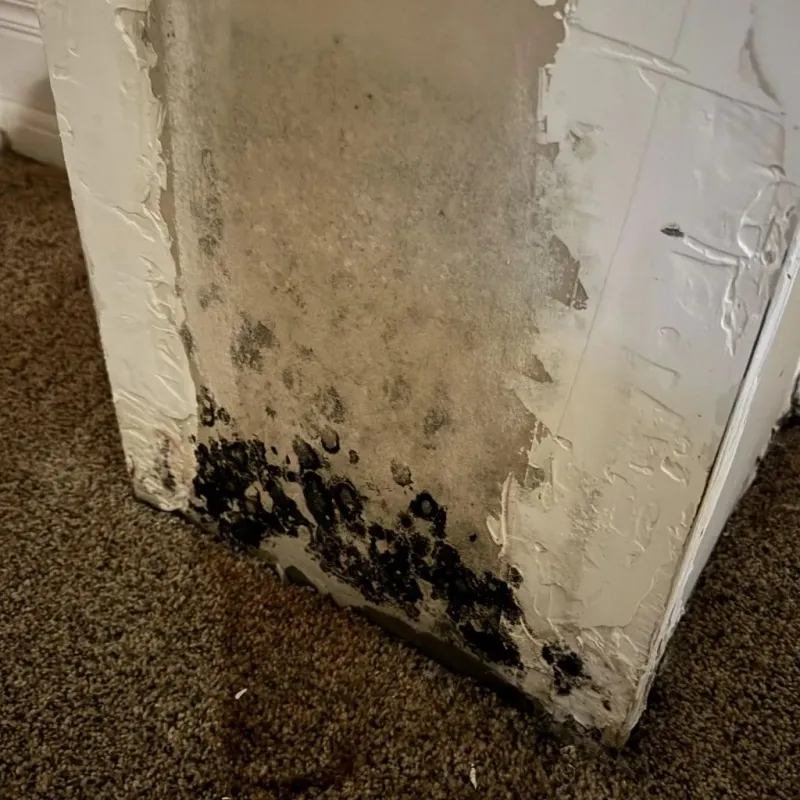 Professional Mold Removal in Kaufman County, TX